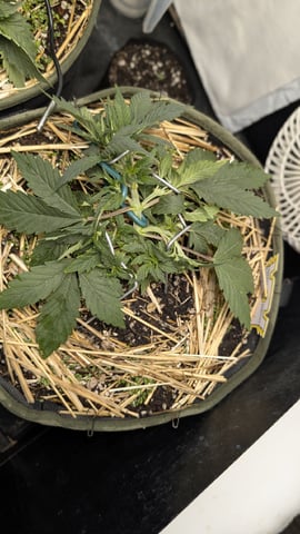 Double Smile And (Alien Vs Triangle X Strawberry Nuggets) — flower, day 27