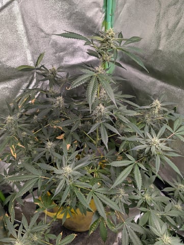Early Girl — flower, day 58