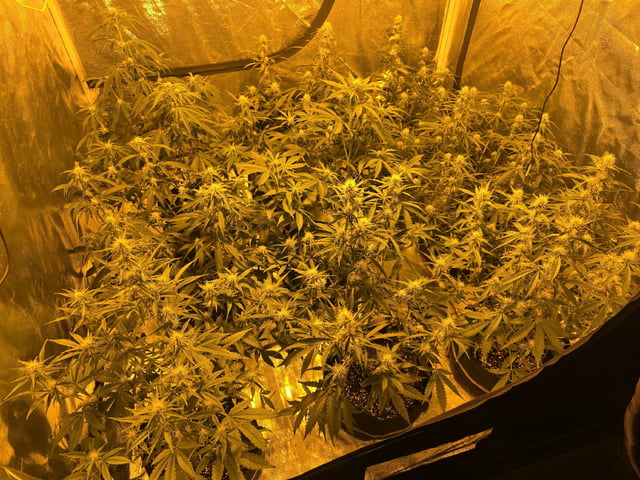3rd Auto Grow — flower, day 67