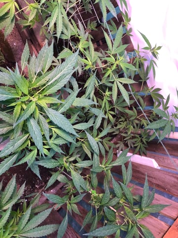 Cinderella 99 — grow_setup, day 2