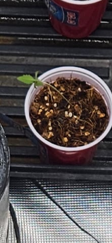 Seed To Harvest #1 4×4 — seedling_rooting, day 4