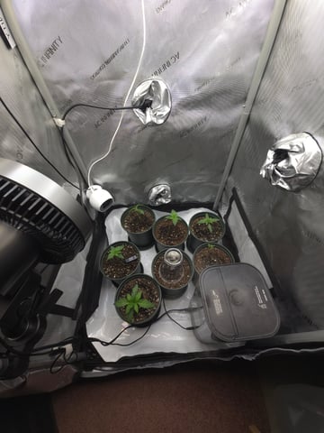 Homegrown - 🍒 🥧 & GSC Auto, 🚀 Seeds 🍌 Buttercups  — vegetative, day 17