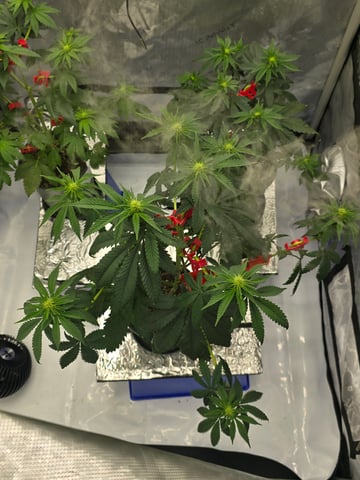 Homegrown - 🍒 🥧 & GSC Auto, 🚀 Seeds 🍌 Buttercups  — flower, day 43