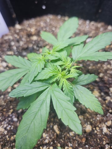 Fat Banana Auto  — vegetative, day 7