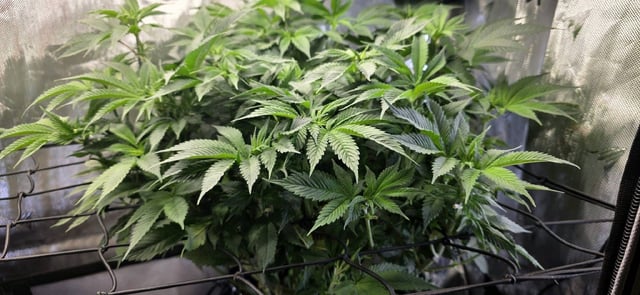 Ace Killer OG — flower, day 32