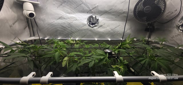 Prepare the clones! — vegetative, day 2