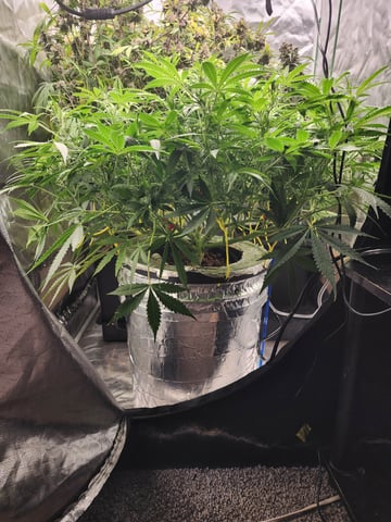 White Widow Auto Flower  — grow_setup, day 2
