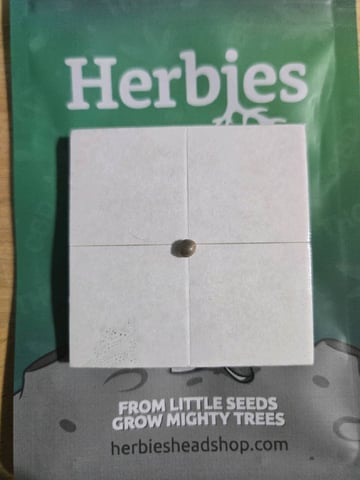 STELLA — germination, day 1