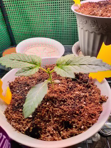 Blackberry kush — seedling_rooting, day 18