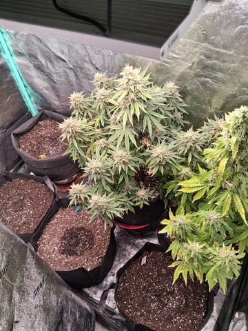 Lemon Cherry Cookies, Purple Haze and Strawberry Gorilla Grows — flower, day 104