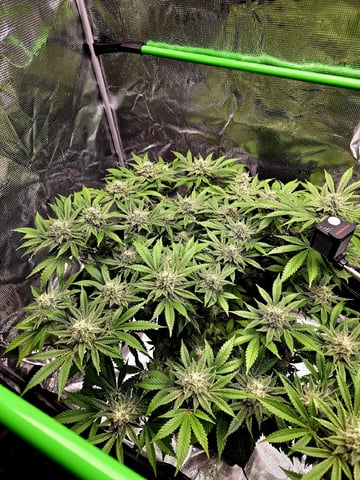 Dirty Bird - Thousand Island Fem & Platinum Kush Breath Remix x Grape Cakehead Fem Photo  — flower, day 104