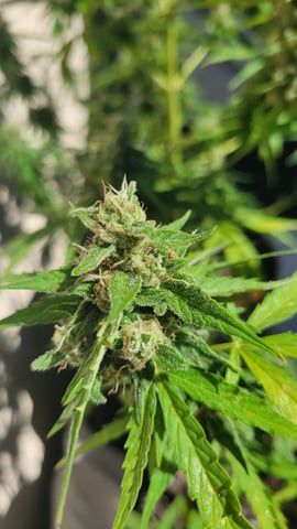 purple Kush, and Extra Large Kush — flower, day 63