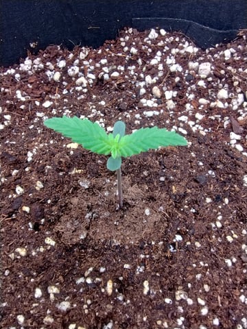 Round 2🥊 — seedling_rooting, day 10