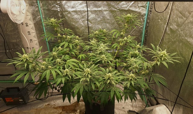 Experimental DIY Run — flower, day 3