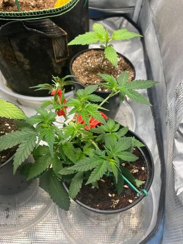 32oz Container Grow — vegetative, day 3