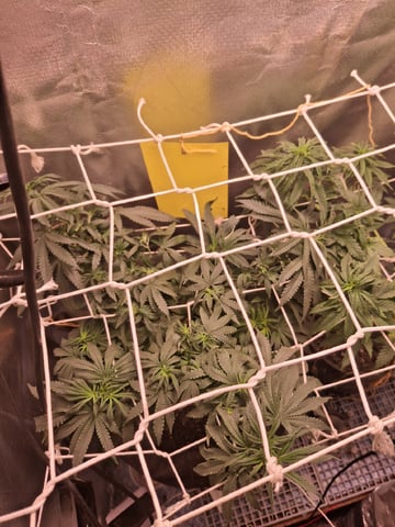 1st Grow - ROYAL MOBY (indoor)(photop.) — vegetative, day 90