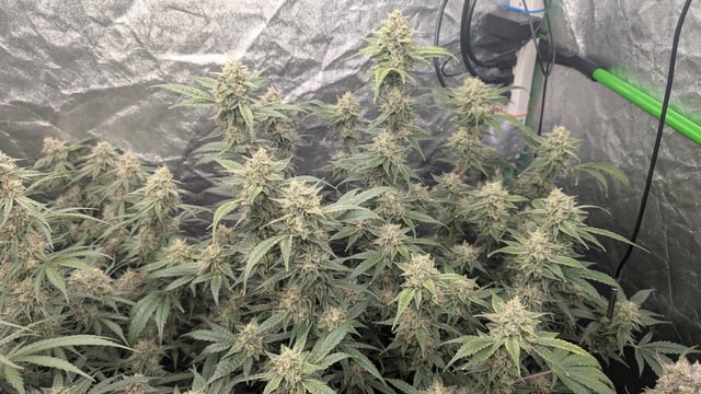 Perpetual Autoflower Mixed Grow #3 — flower, day 68