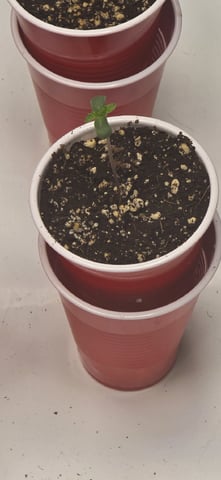Maple Nectar  — seedling_rooting, day 7