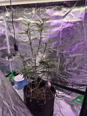 Kalini Asia Auto  — flower, day 15