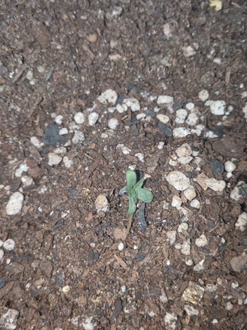 SeedBank Auto #1 — seedling_rooting, day 3