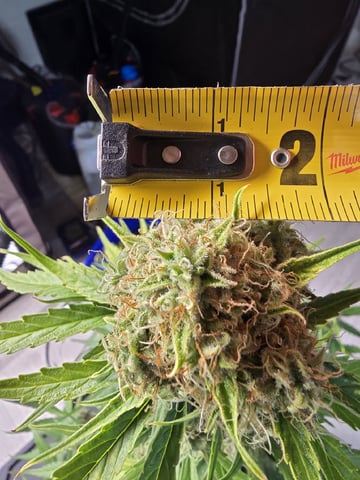 (4)autos  — harvest, day 92