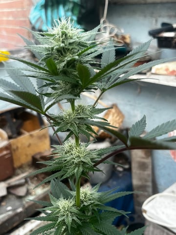 Donuts — flower, day 2