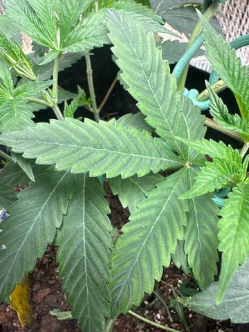 trying some bag seeds — vegetative, day 7