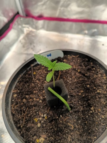 OG KUSH — germination, day 7
