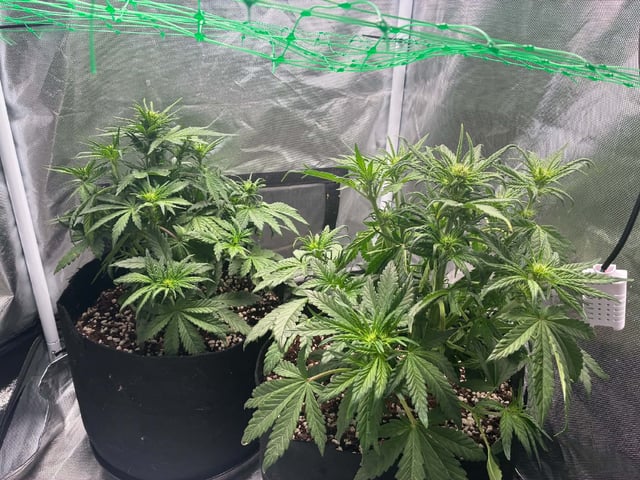 Banana Purple Punch Auto — flower, day 33