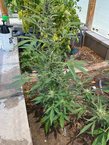 new seeds grow #2 — flower, day 73