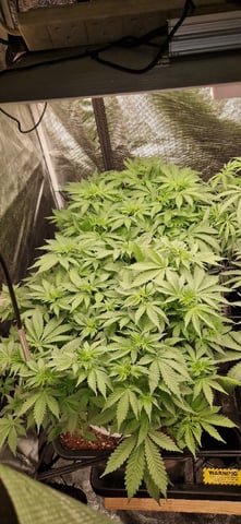 Indigo Saphirex2 And Slush Mint Cake X2 — flower, day 64