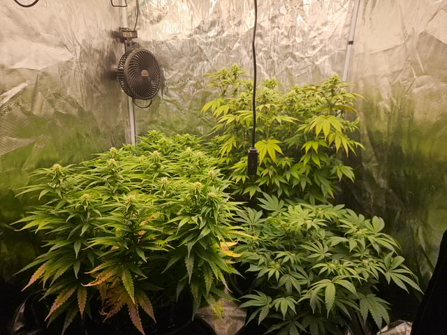 Double Trouble  — flower, day 69