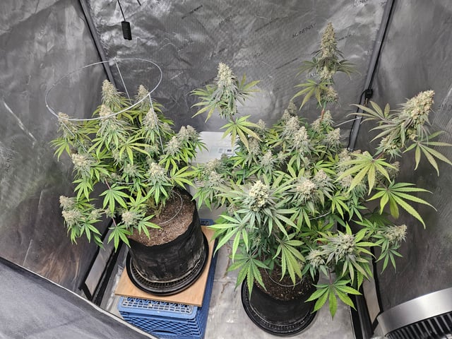 BLACKCHERRY SHERB — flower, day 88