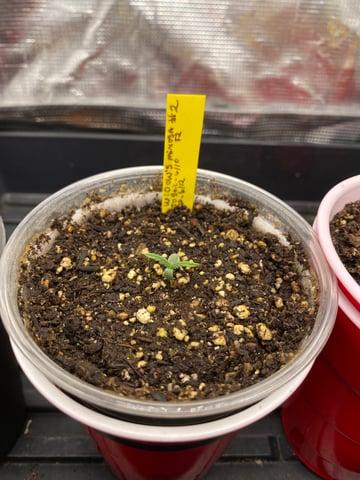 Widows Mimosa(auto) F2 progeny — seedling_rooting, day 10