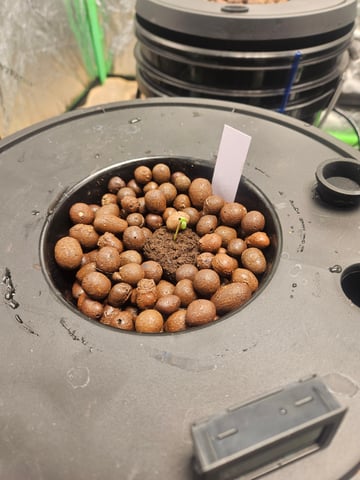 dwc 10/2025 — seedling_rooting, day 1