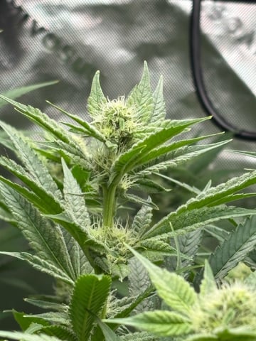 Mother Plants — seedling_rooting, day 29