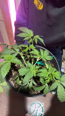 lil babies  — vegetative, day 9