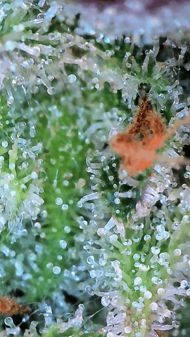 Starfighter/Ohio Guptilla Hybrid — flower, day 43