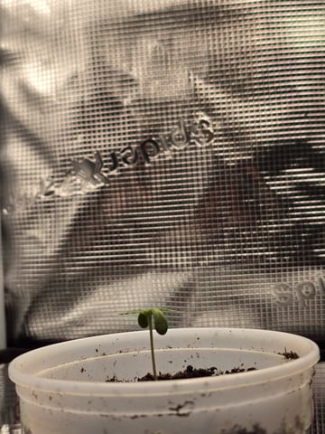 Northern lights #10 2nd plant (Selkies) — seedling_rooting, day 4