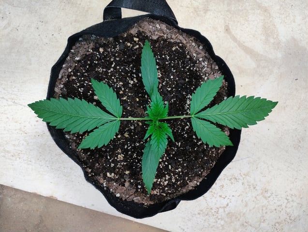Ten G's — vegetative, day 7