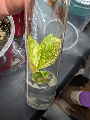 Plant in a test tube — seedling_rooting, day 4