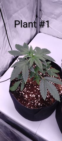 Skunk #1 — vegetative, day 45