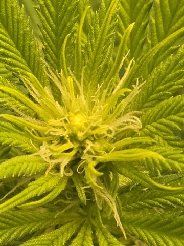 First Indoor Grow — flower, day 1