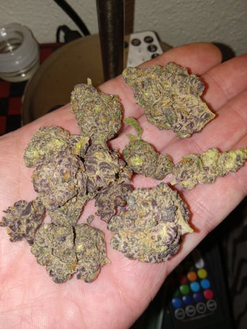 critical purple kush x peyote wifi  in the auto pot system tray 2 grow with added microhazian to the coco coir  — flower, day 81