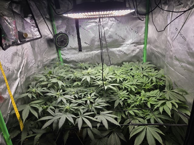 White Widow + Papaya Bomb — flower, day 65