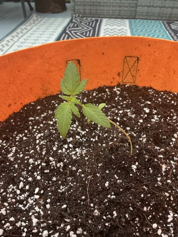 Super Lemon Haze — seedling_rooting, day 18