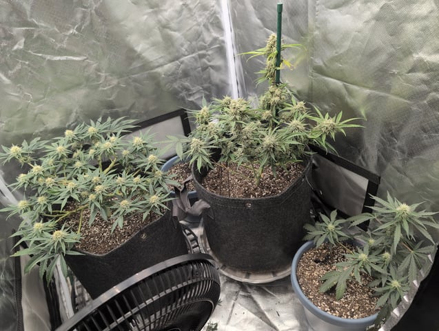 memphisto 3 bears OG, ethos high note r1 — flower, day 68