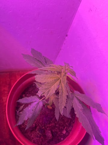 super skunk indoor — vegetative, day 66