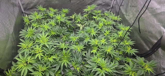 Lime Rian. — flower, day 48