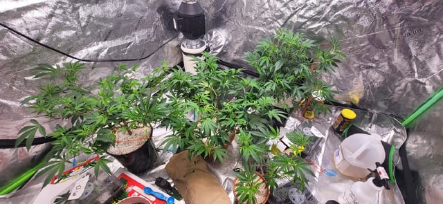 1st grow indoors(cardboard box to 2x2x4 to 5x5x6) — vegetative, day 56